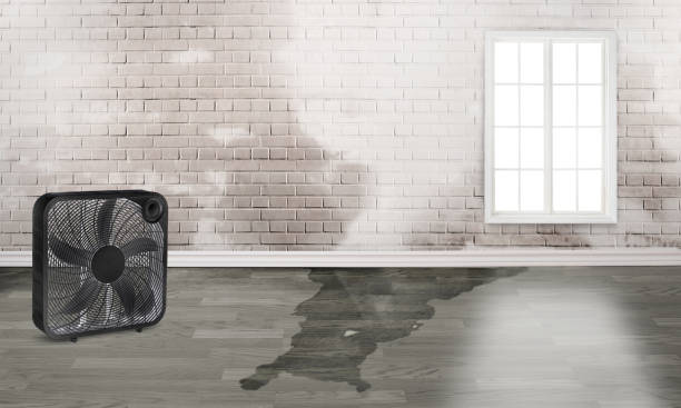 Best Water damage cleanup near me  in Mccamey, TX